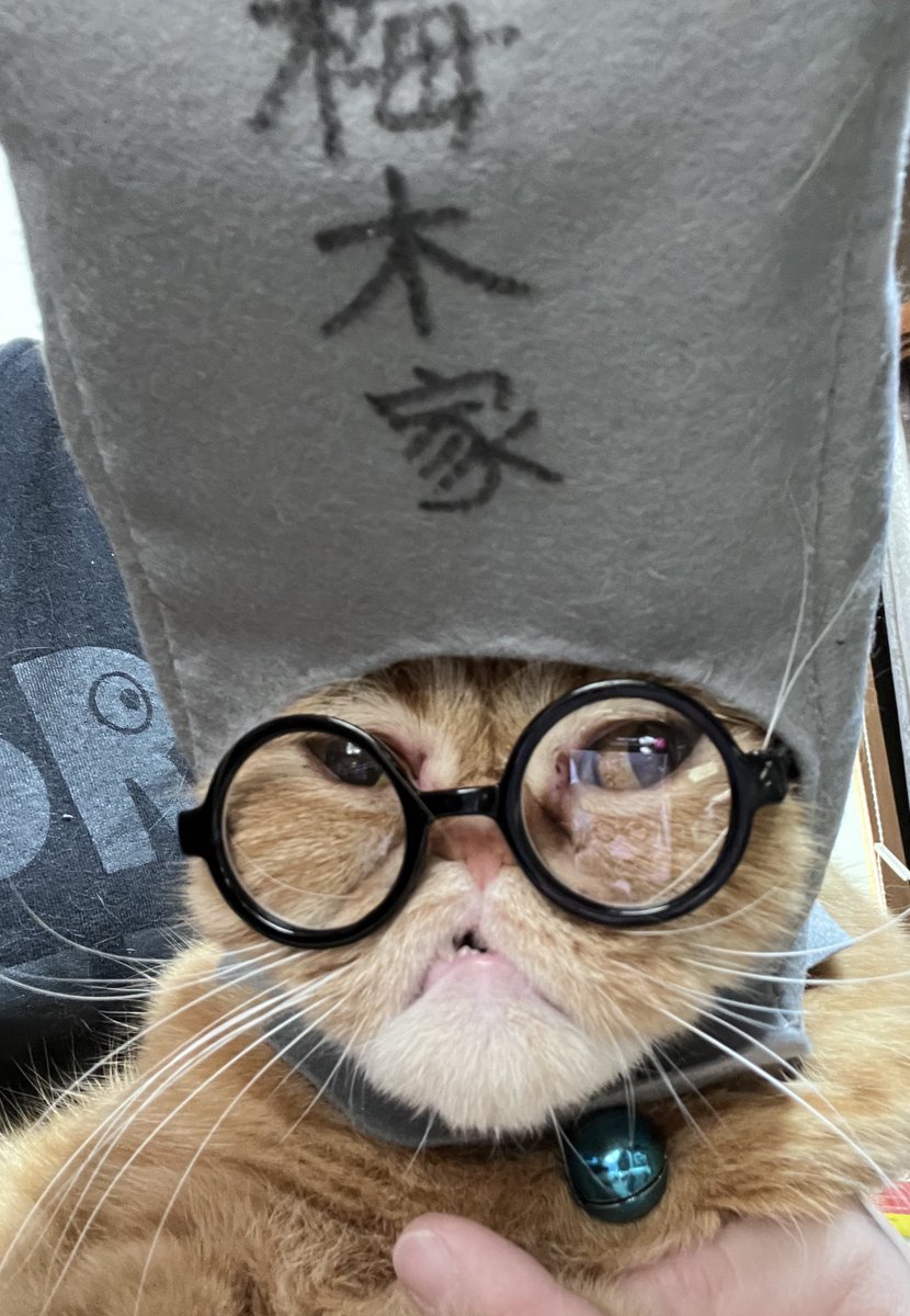 気分上々🐈‍⬛🐈 tweet media