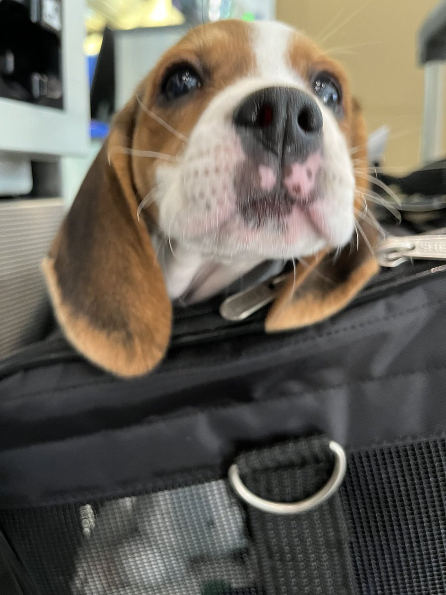 Willow and Jaxin Beagle tweet media