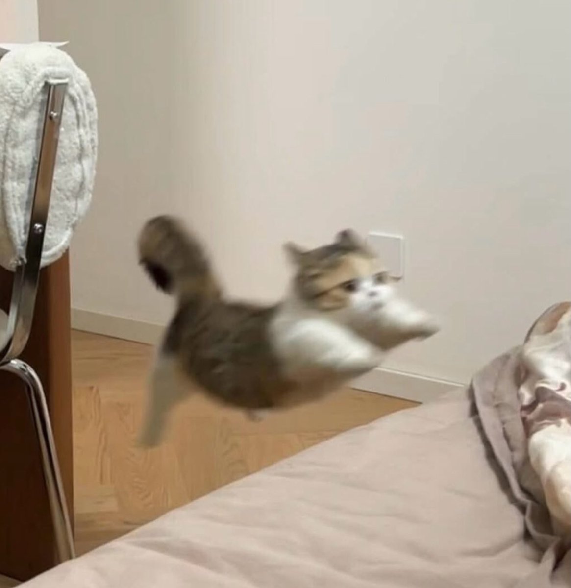 Cats for Happiness. tweet media