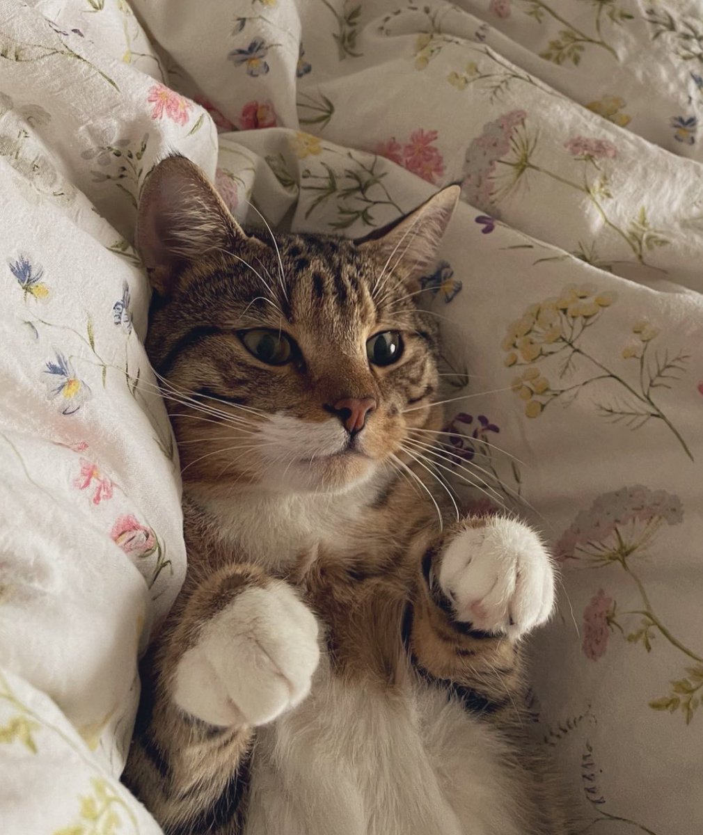 m. vilà tweet media