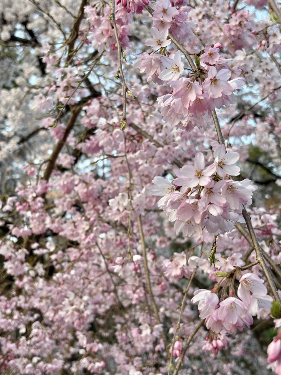 京菓子司『俵屋吉富』　TawarayaYoshitomi tweet media