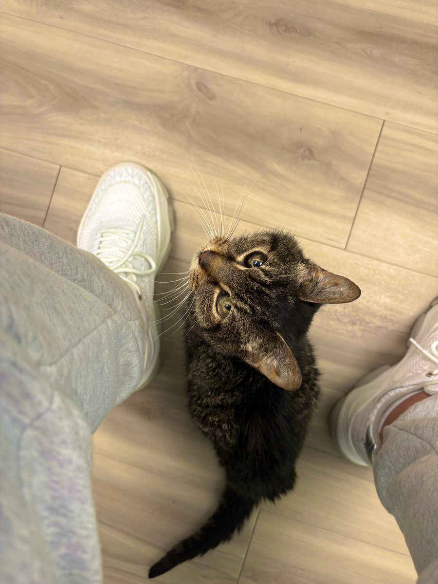 ♡⊹₊⟡⋆𝜗ৎ 𝐵 🦢⊹₊⟡⋆ tweet media