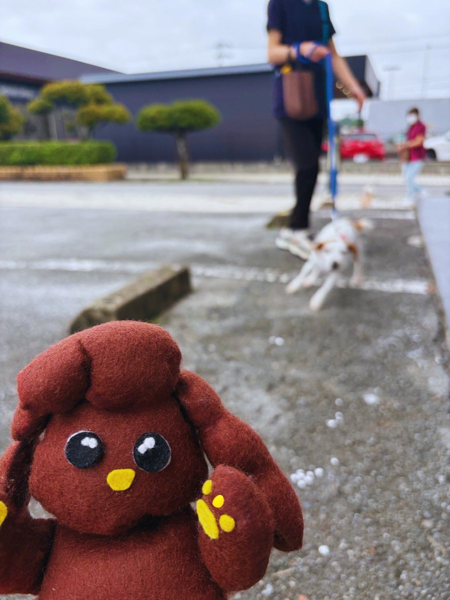 PETBOX オムとファムのふたりごと tweet media