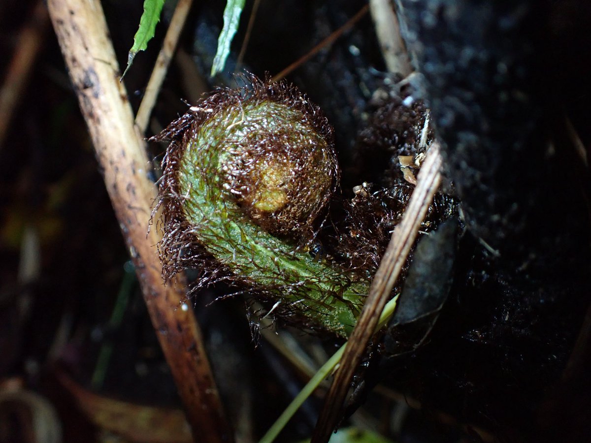 オカピー tweet media