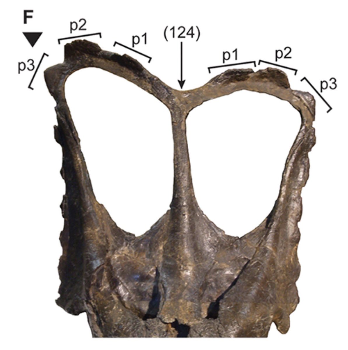 Dani Barrera Guevara tweet media