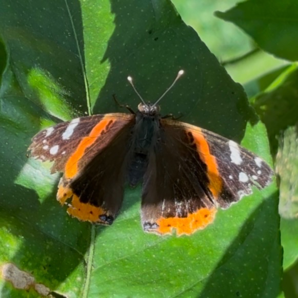 this butterfly landed on my shirt earlier i feel blessed :)