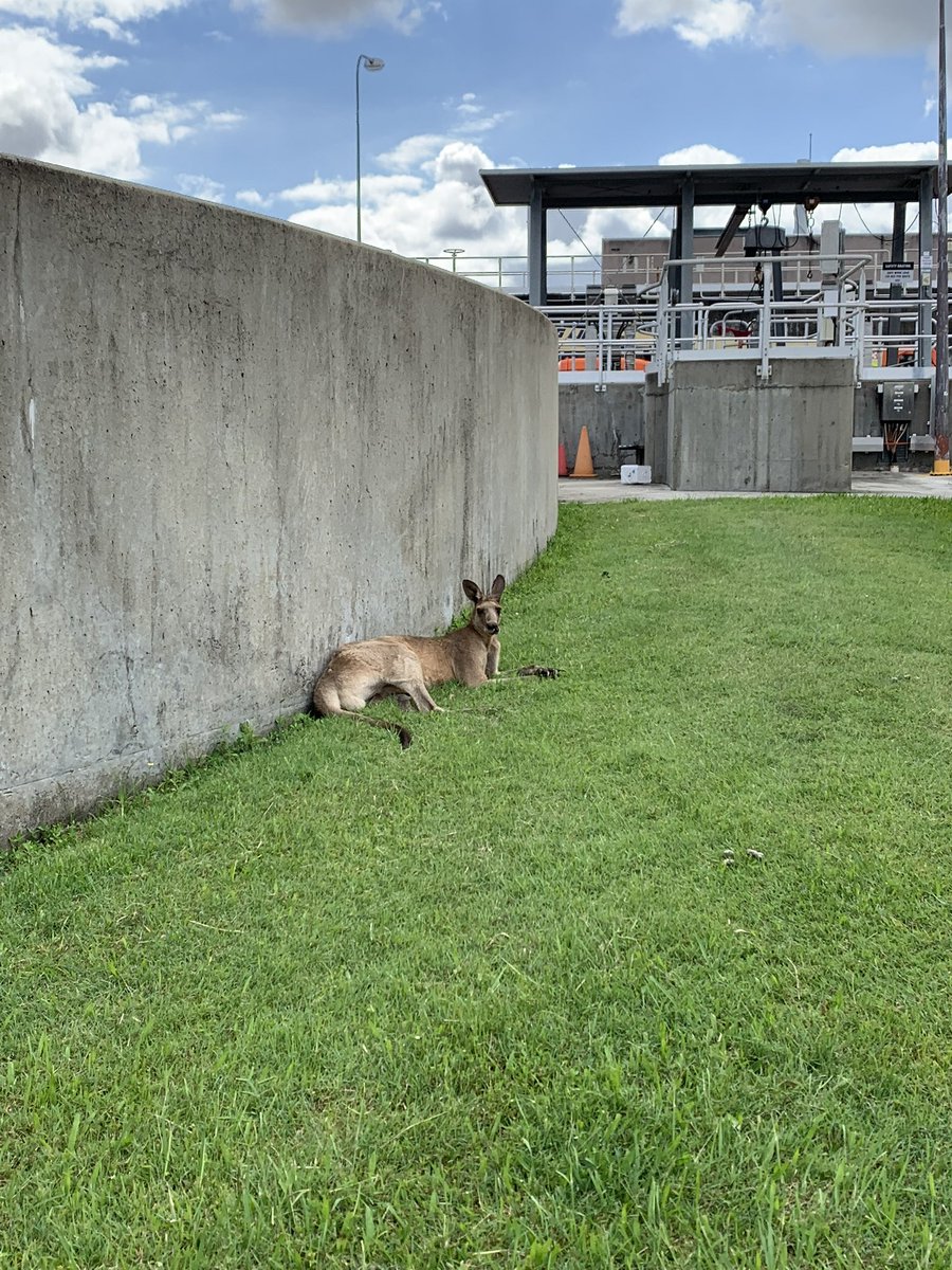 Little Boy Blue v2 tweet media