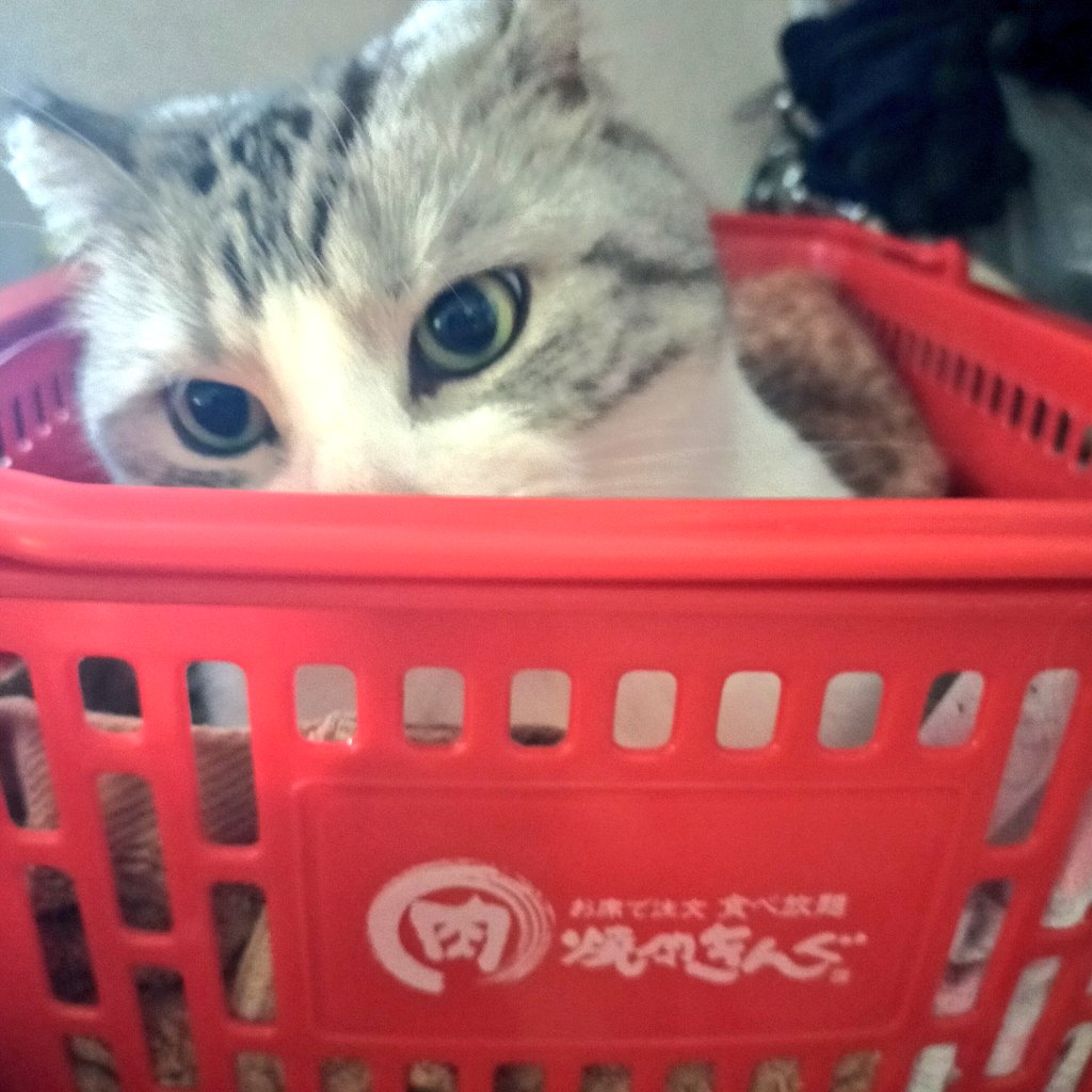 た•ω•ま tweet media