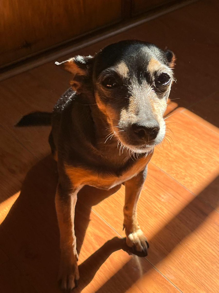 Javier David Cano rozo tweet media