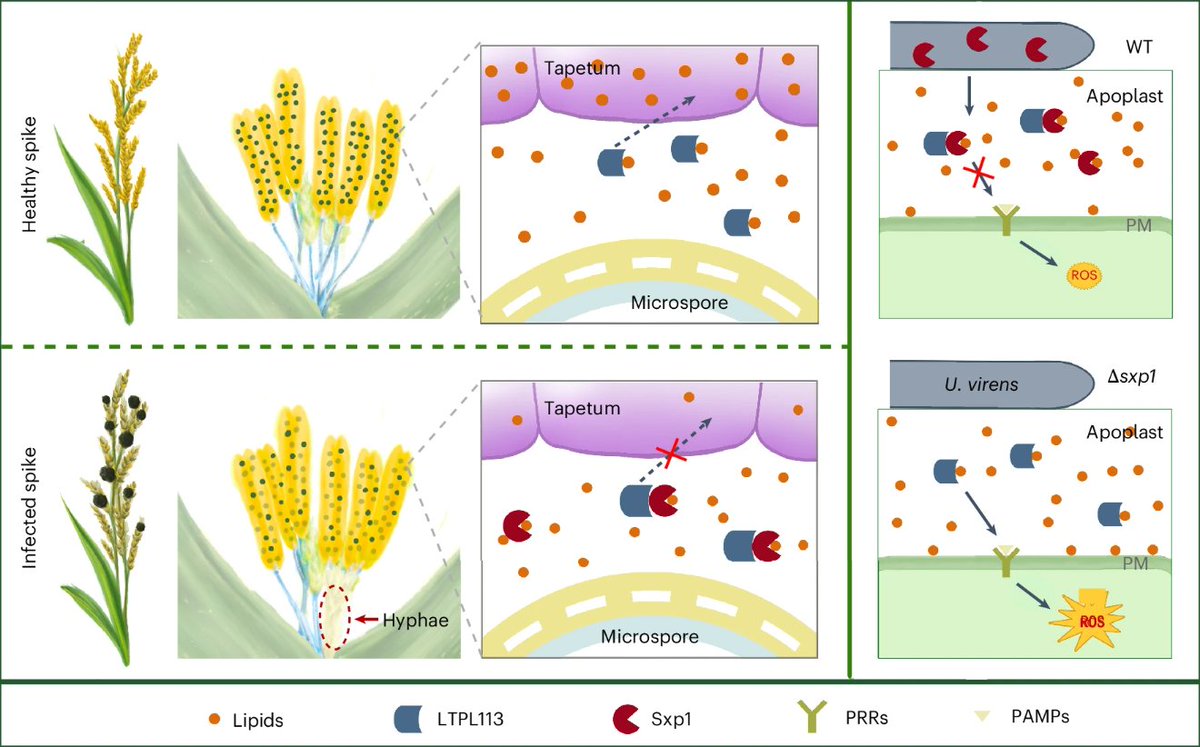 NaturePlants's tweet photo. New Article: "Rice false smut fungus hijacks rice lipid signalling to manipulate floret development and immunity" https://t.co/M8sNRRUxDn

Fungus disrupts floret development and suppresses immunity by secreting the effector Sxp1, which targets a lipid transfer protein. https://t.co/JwkerWxI8R