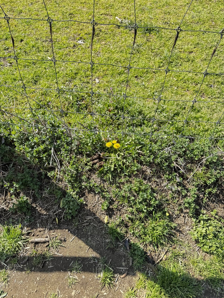 袖ケ浦ふれあいどうぶつ縁 tweet media