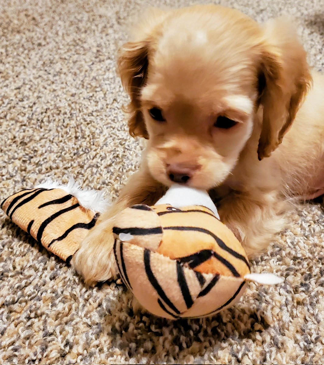 Carlac_Bird tweet media