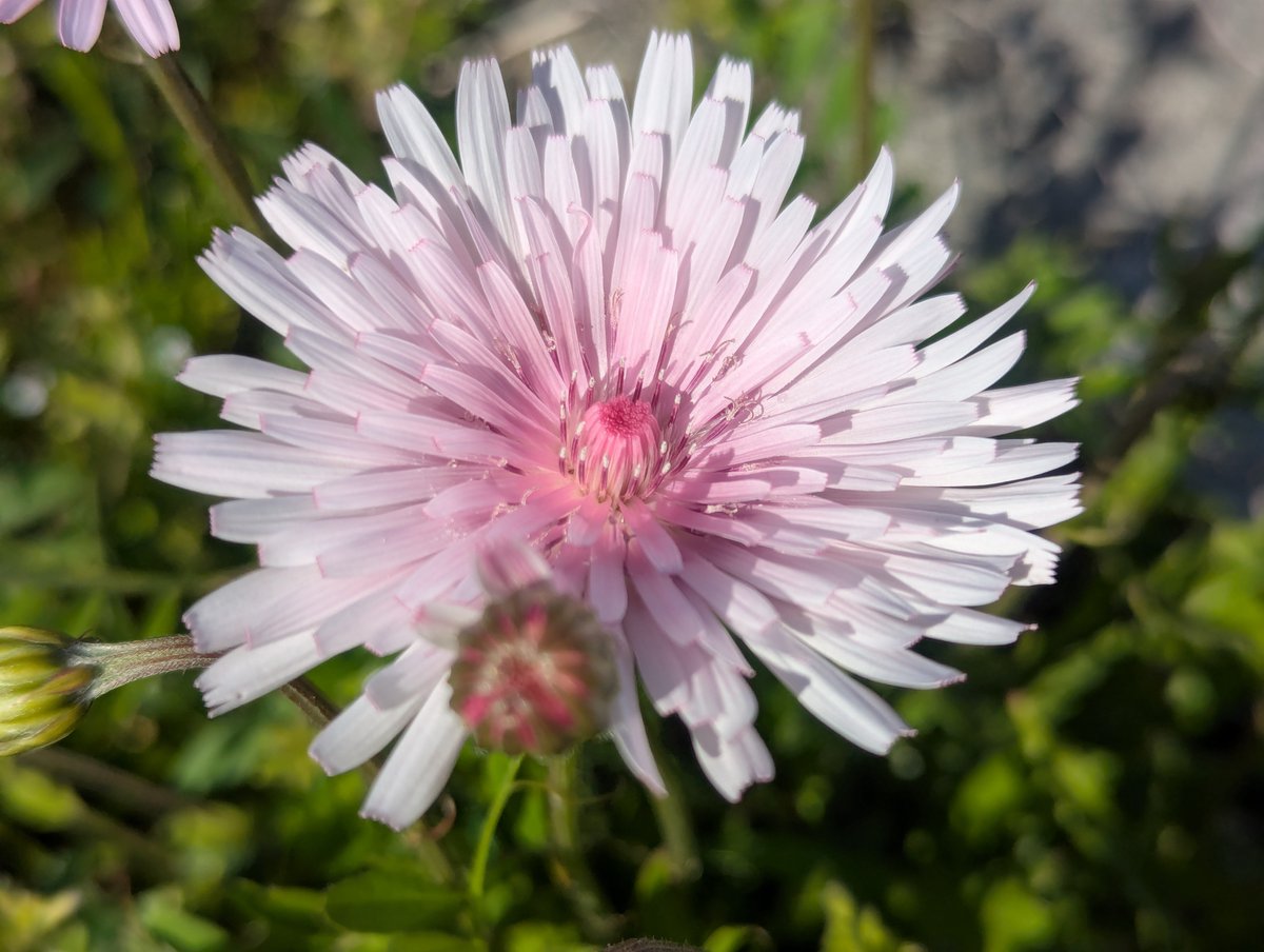 旅先での写真 tweet media