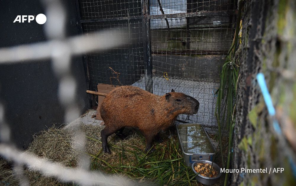 AFP News Agency tweet media