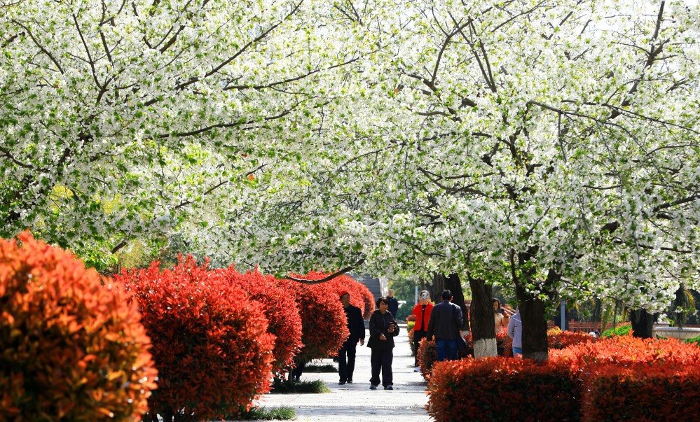 HiGansu's tweet image. 📸🌸As spring comes, Longnan city enjoyed fine weather. Parks burst with colorful blooms. Residents strolled outdoors, soaking in spring light and capturing joyful moments in a serene spring scene.#gansu #chinatravel #springvibe #photography