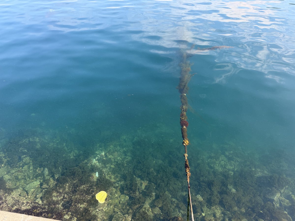 namazakehakase's tweet photo. 海一面に変な生物が
クラゲ？
何だろう…
動いていて気持ち悪い(||´Д｀)ｏ
誰かわかる人いますか？

 #教えて
 #クラゲ？
 #謎
 #生物
 #何？
 #怖い
 #イカ？
 #なにこれ https://t.co/q0ZoOdyY9U