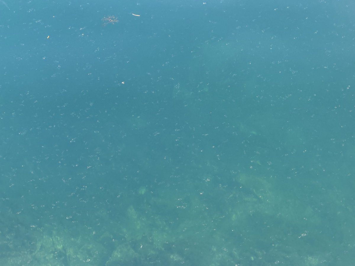 namazakehakase's tweet photo. 海一面に変な生物が
クラゲ？
何だろう…
動いていて気持ち悪い(||´Д｀)ｏ
誰かわかる人いますか？

 #教えて
 #クラゲ？
 #謎
 #生物
 #何？
 #怖い
 #イカ？
 #なにこれ https://t.co/q0ZoOdyY9U