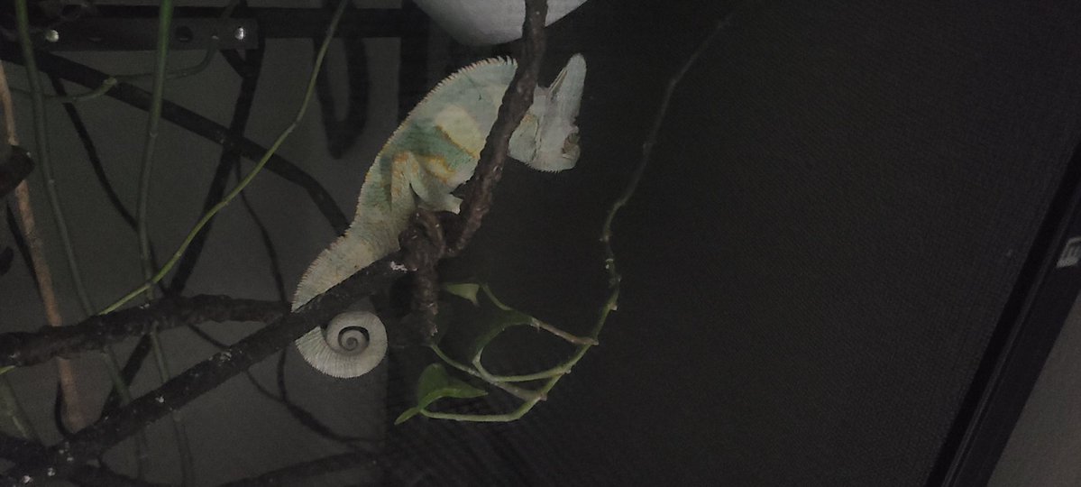 dragon boy tweet media