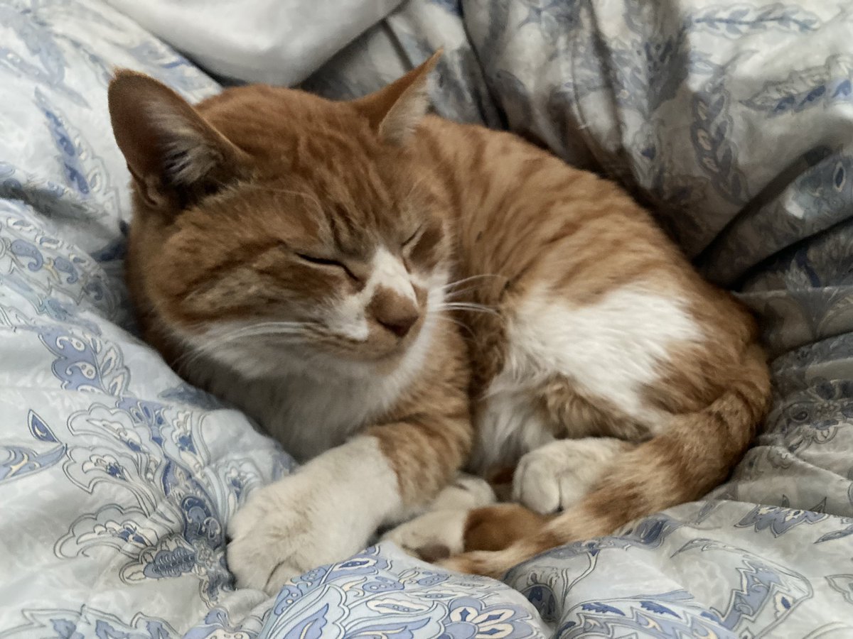 古籏一浩 tweet media