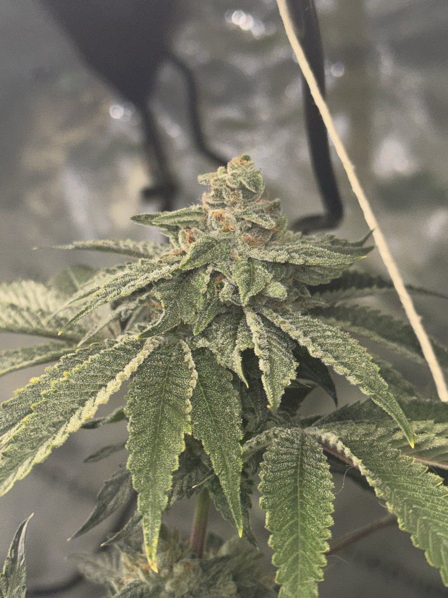 Sin City Seeds 
Rio Frio (chocolate river x key lime pie) and TK Lime (triangle kush x key lime pie)