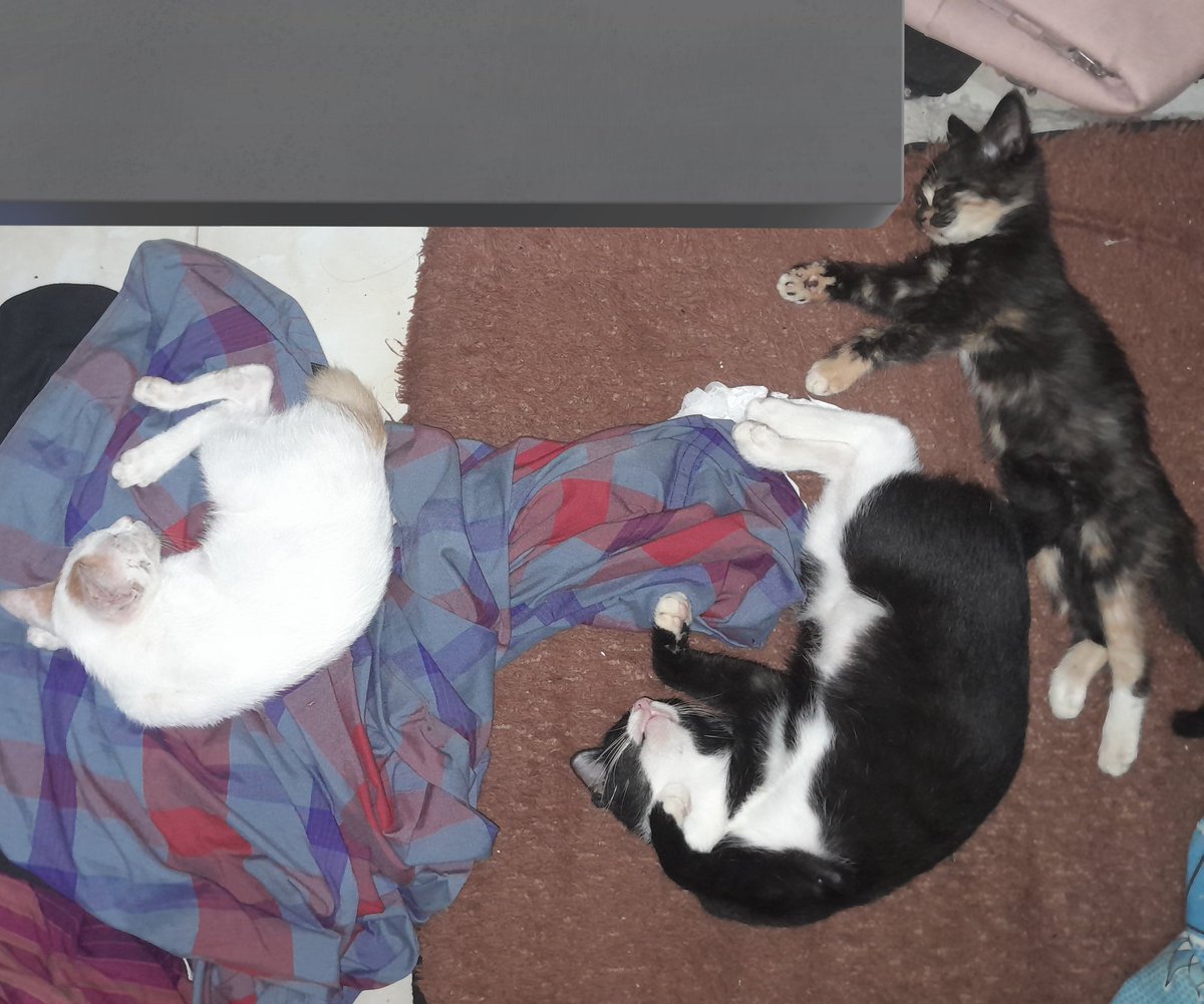 dead and ciya tweet media