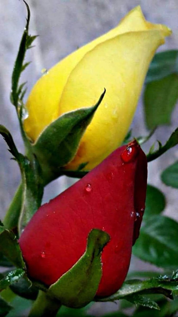 floriano tweet media