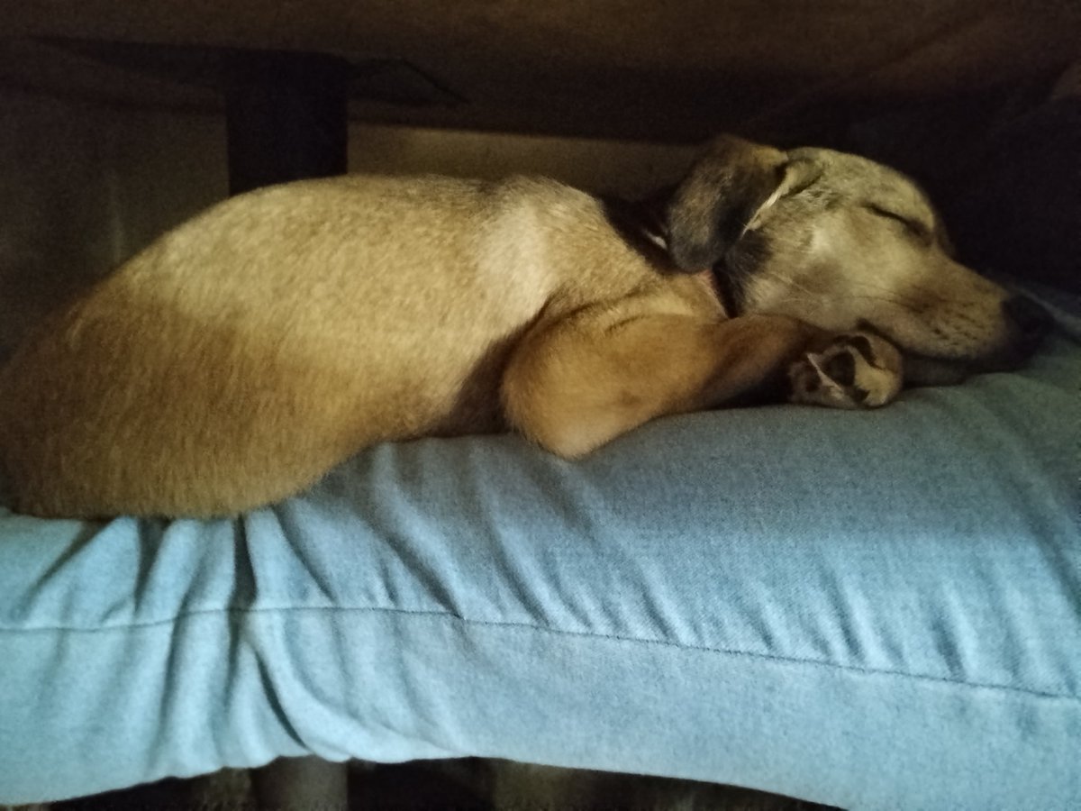 Viriplu2 🐾 tweet media