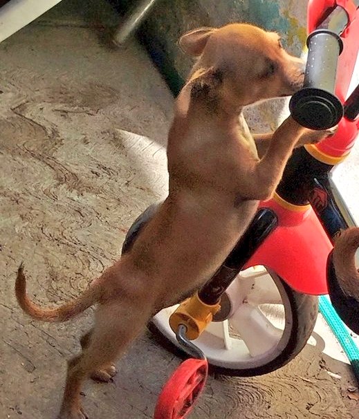 Viriplu2 🐾 tweet media