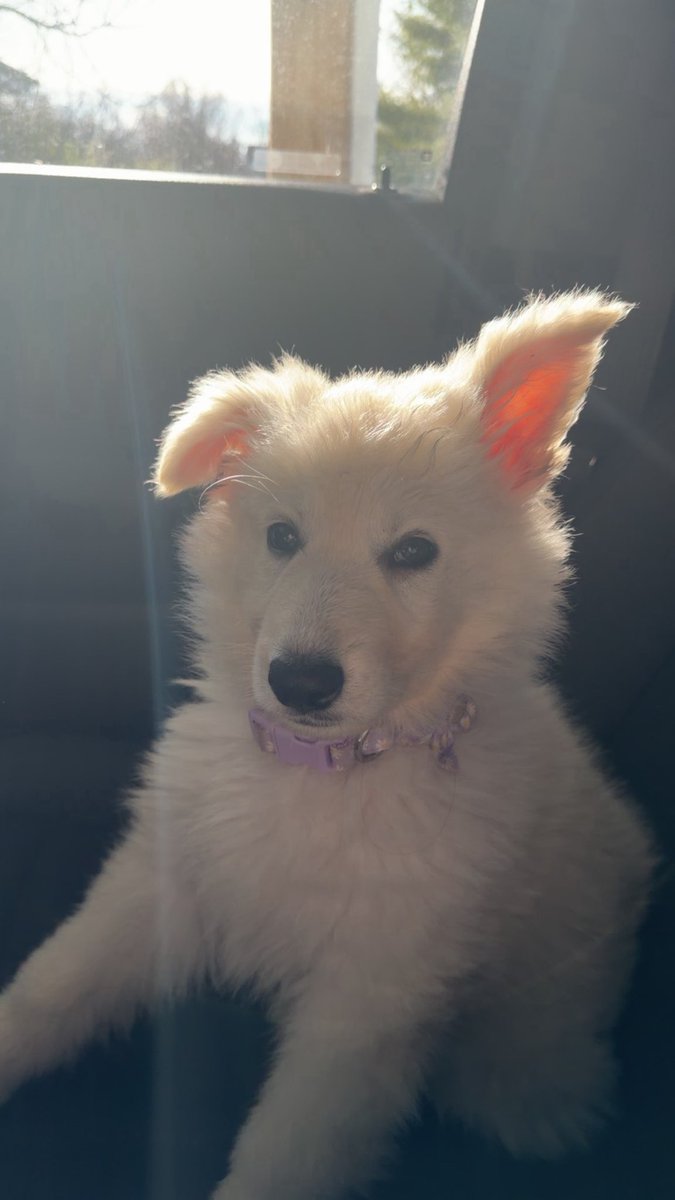 The Chief tweet media