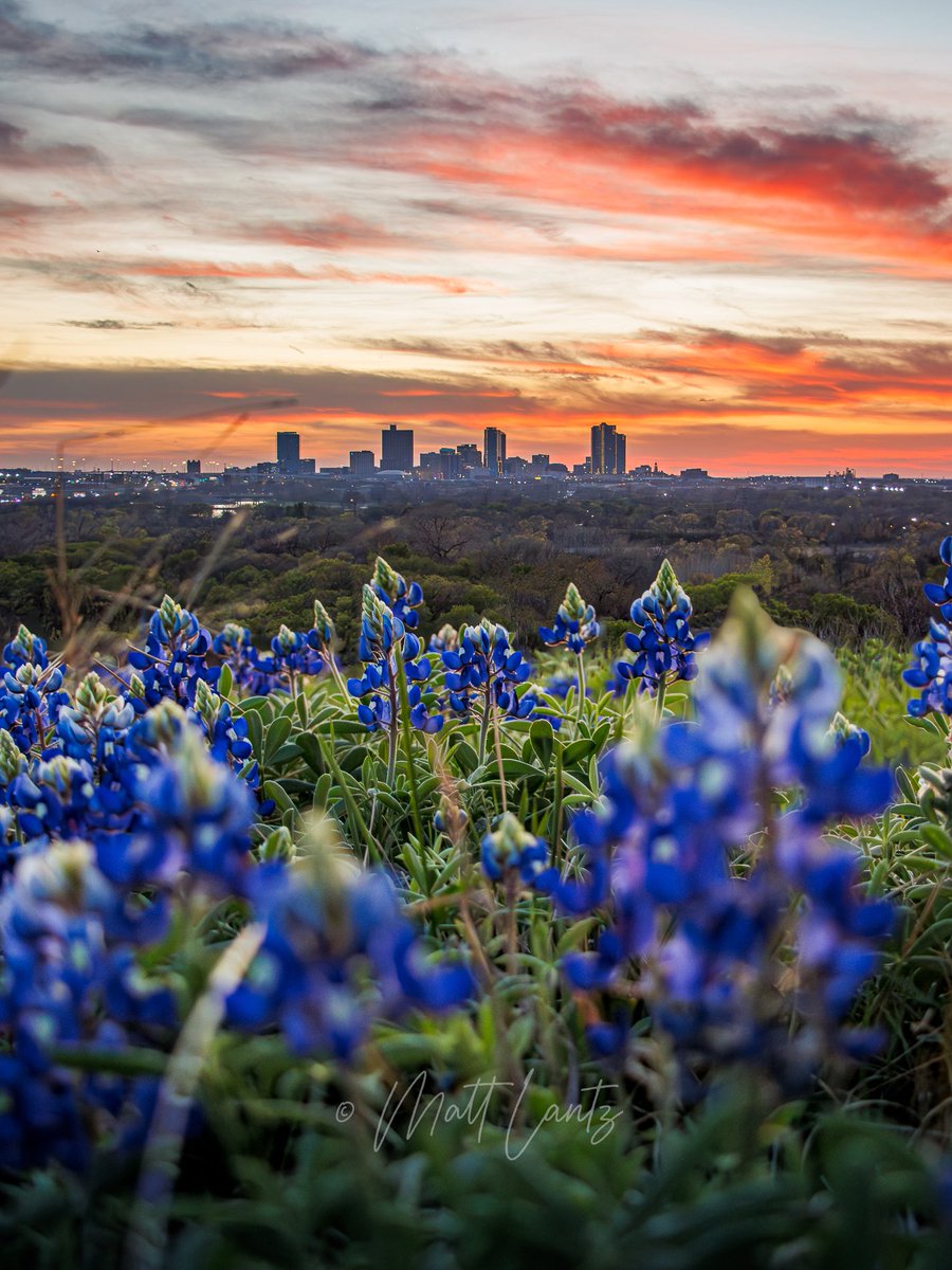 Fort Worth in full bloom! 🪻

#FortWorth #Texas #bluebonnets #txwx #dfwwx