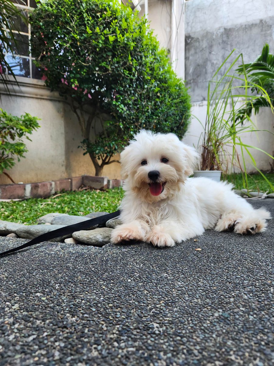 r 🇵🇭🤝🇵🇸 (gareth edwards' strongest soldier) tweet media