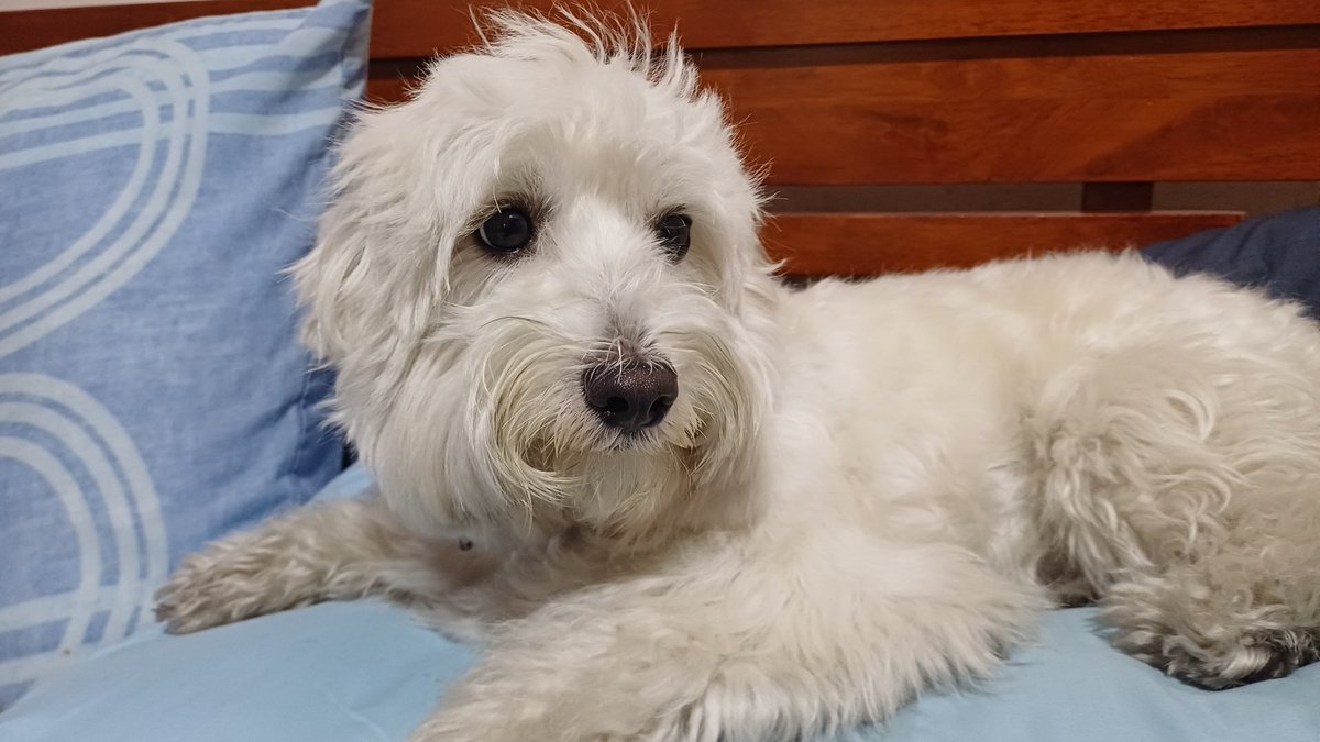 r 🇵🇭🤝🇵🇸 (gareth edwards' strongest soldier) tweet media