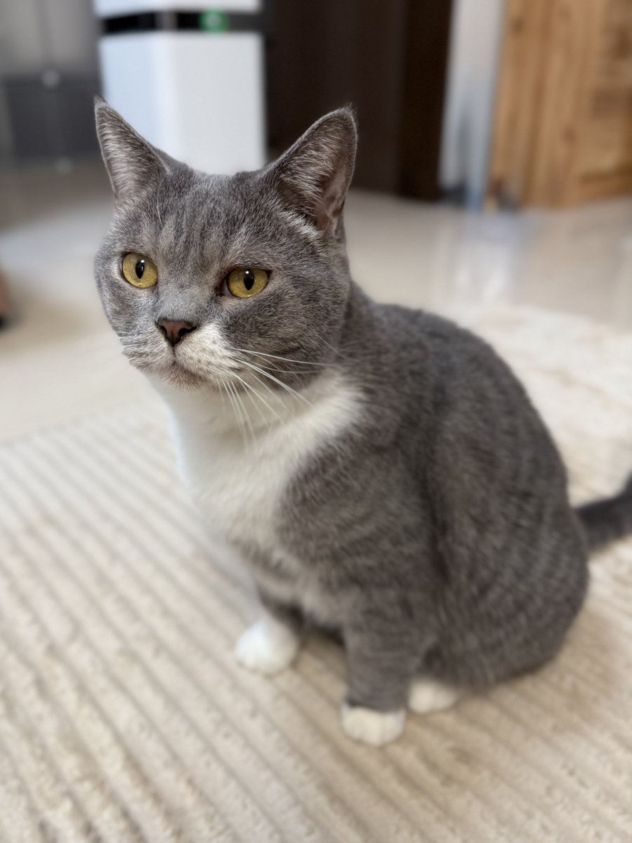 おはようございます😸
コロコロしてる銀ちゃん
最近は3頭身になりました。でも可愛いね