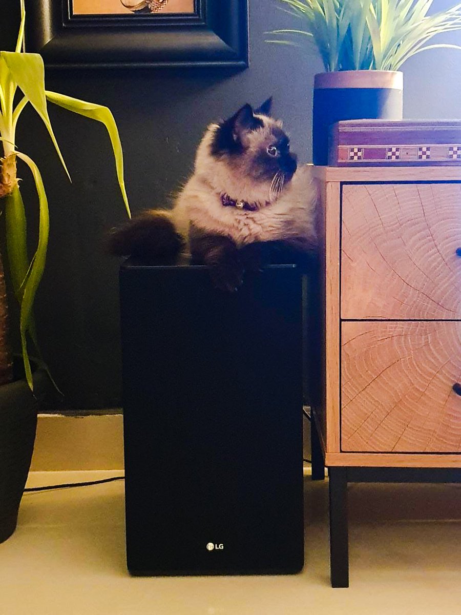 محمد tweet media