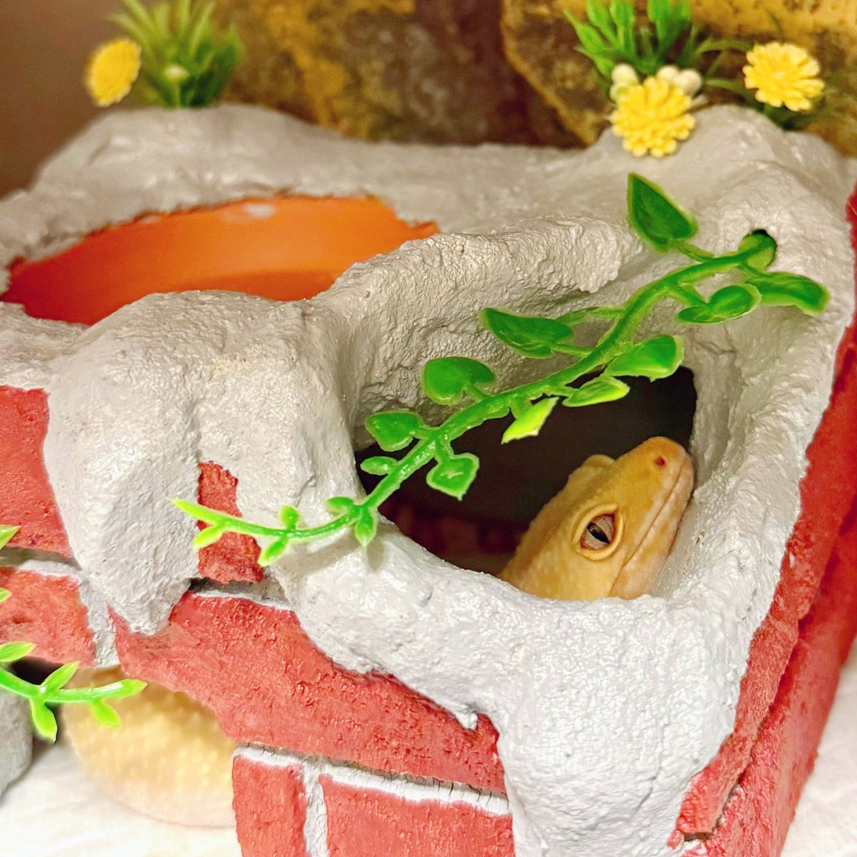 ソルンパス tweet media