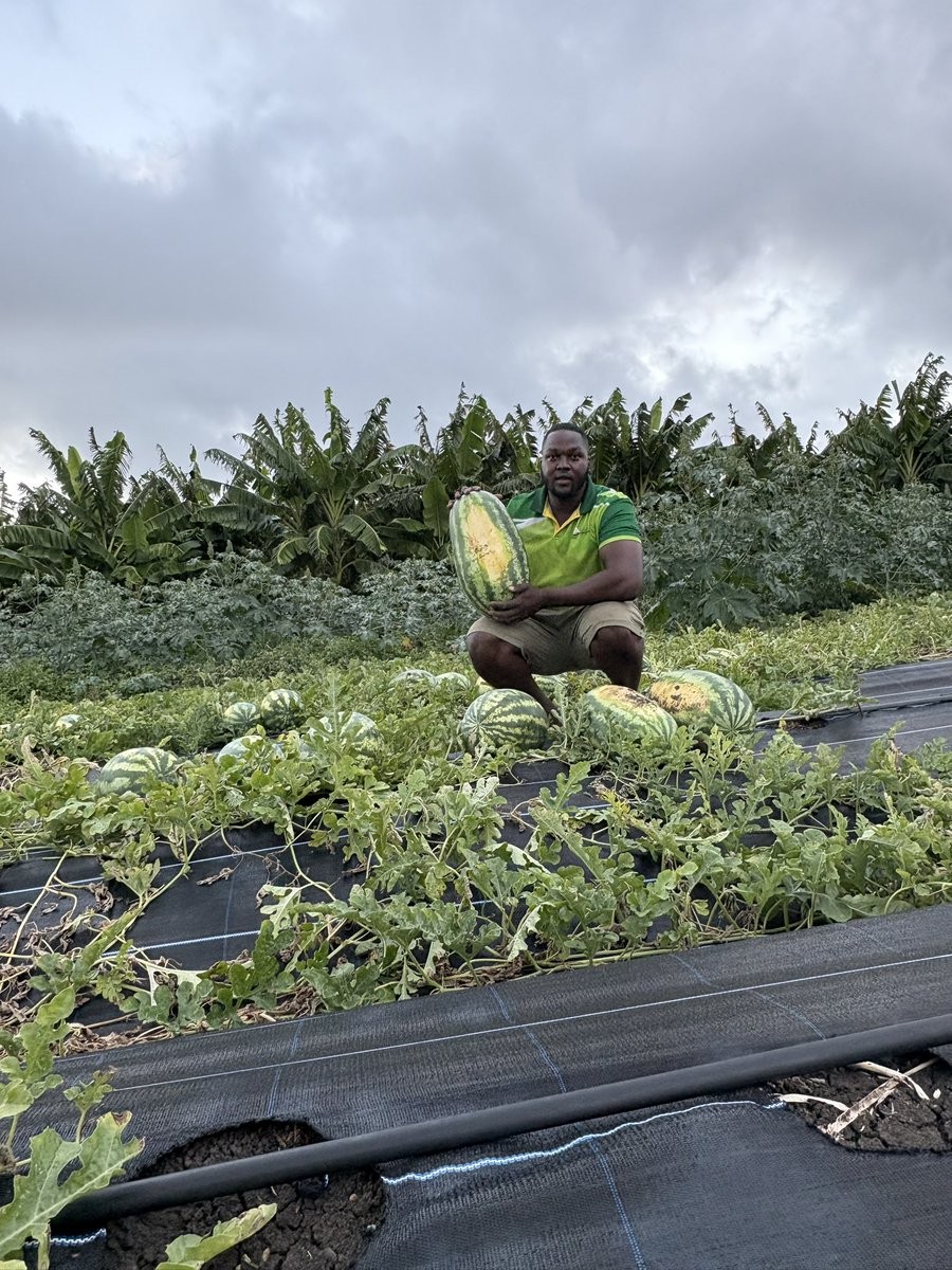 thebajanfarmer's tweet photo. Watermelon harvest 🍉🍉🍉🍉 https://t.co/G6mYPeLr36