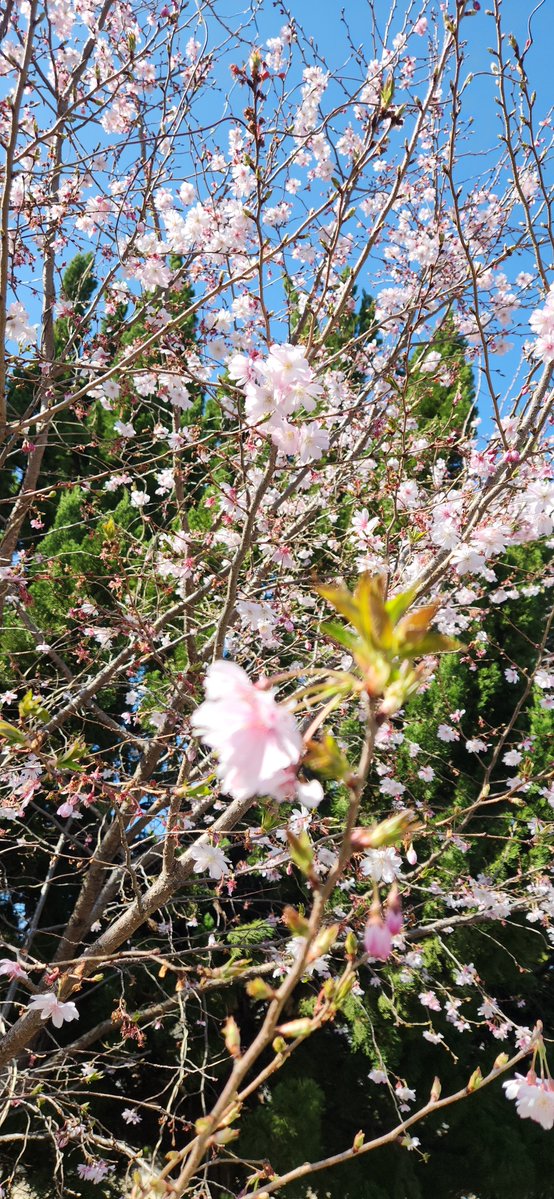 鎮座とーまてぃ tweet media