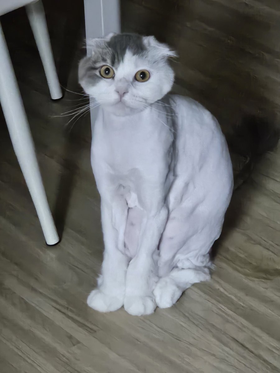 Cold Rose(차가운 장미) tweet media