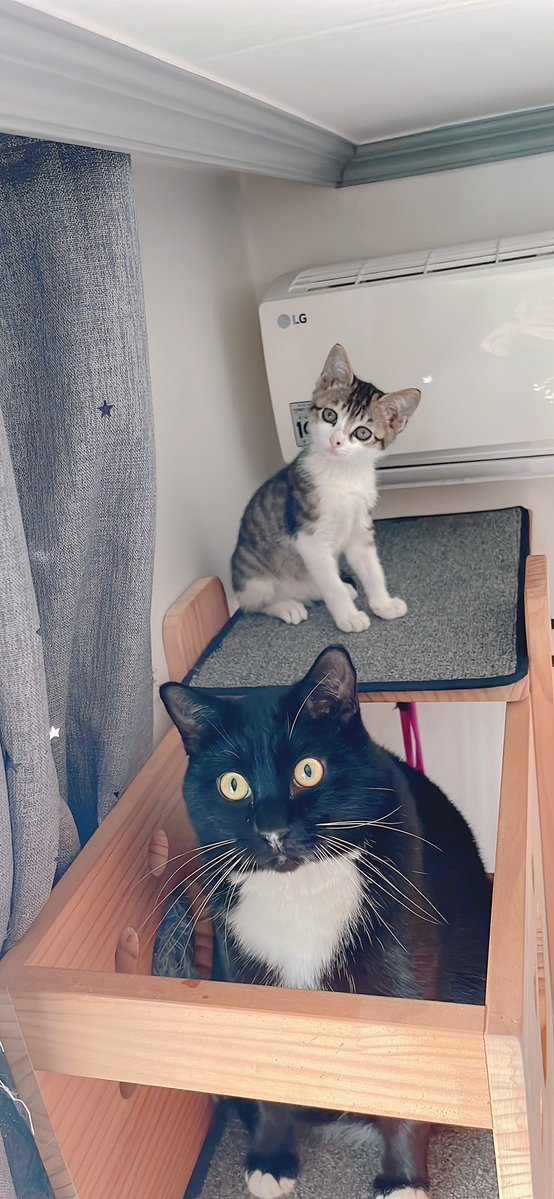 JUNA🌟JUNAzip tweet media