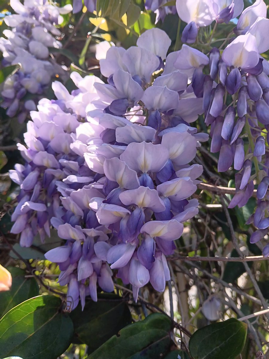 The beautiful Wisteria is blooming 
#SpringFlowers #Florida