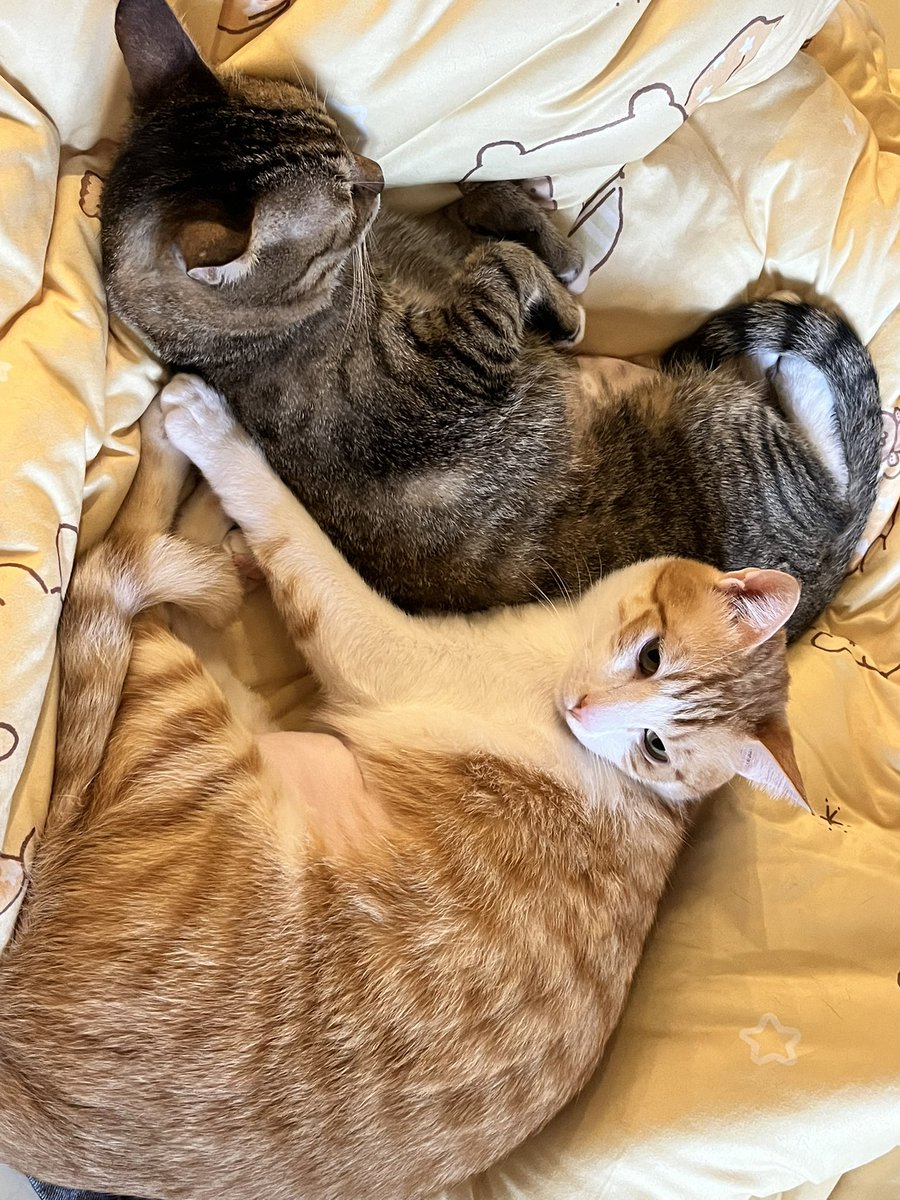 洛可洛斯特Loco Lost🥞鍊金術師VTUBER tweet media