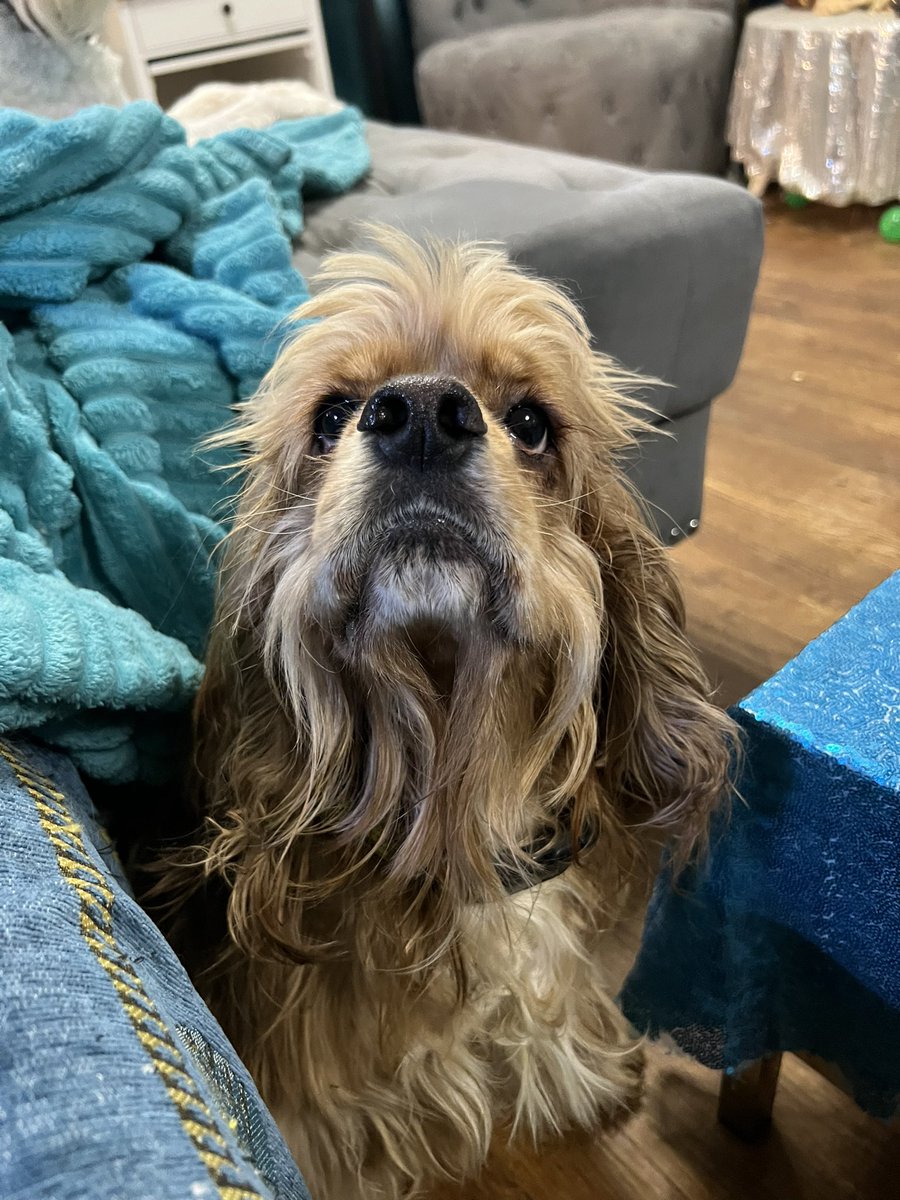 THE HERD HOUSE tweet media