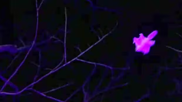 Lorenzo Fontoura tweet media