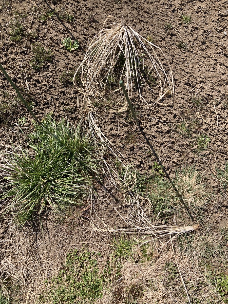 古籏一浩 tweet media