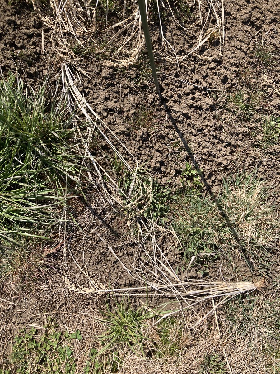 古籏一浩 tweet media