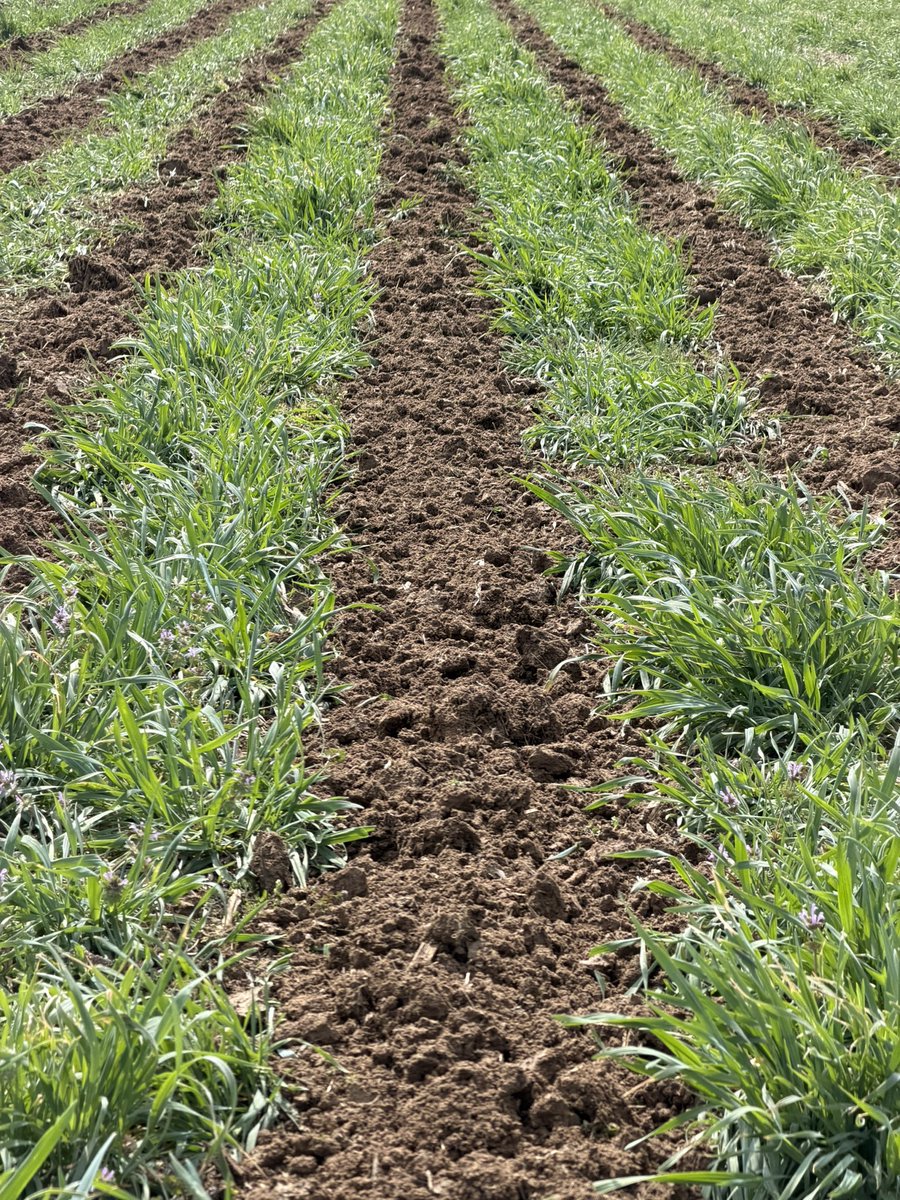 Banded Ag, LLC tweet media