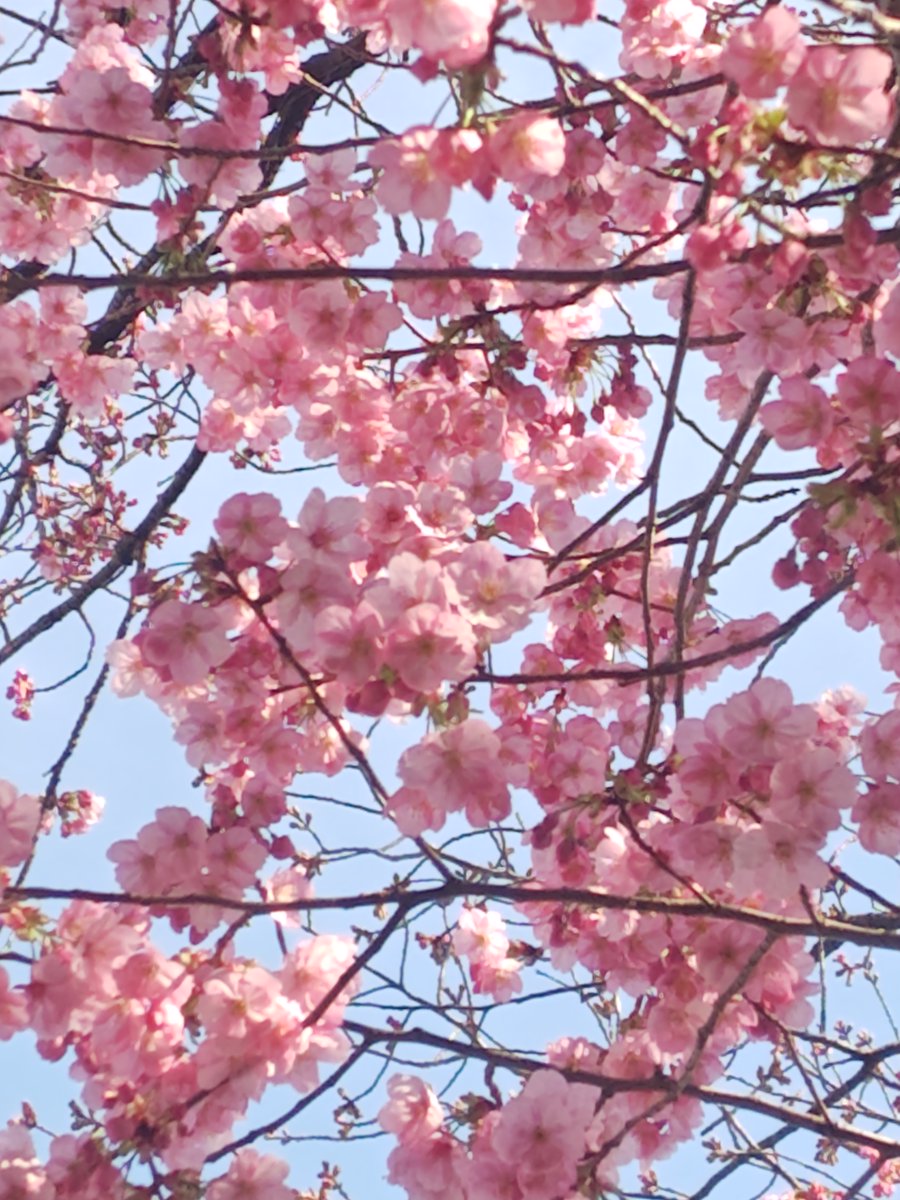 b_kaikan's tweet photo. 【高崎市文化会館開花情報】
高崎市文化センター敷地内の桜「陽光」が一斉に咲き始めました。ぜひ、ご覧くださいませ https://t.co/JwJilg5J43