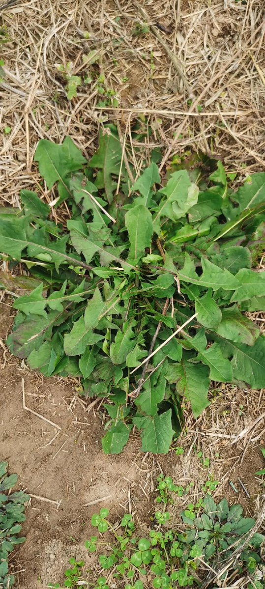 yitong(互fo) tweet media