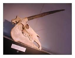 角由紀子のヤバイ帝国 tweet media