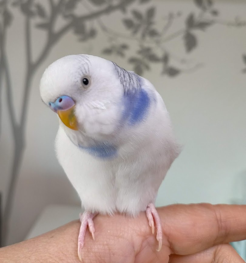 いんこゆかり。 tweet media